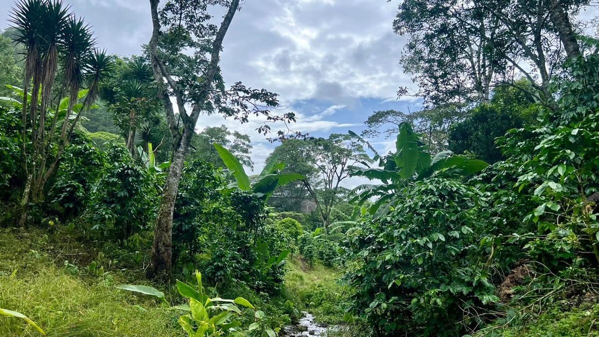 Cafetal con banano y un arroyo en el centro