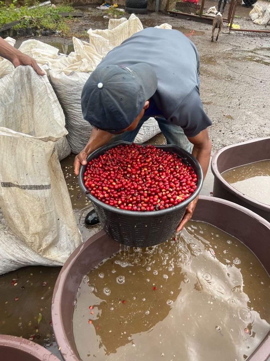 Trabajador seleccionando y lavando cereza en tanques de agua
