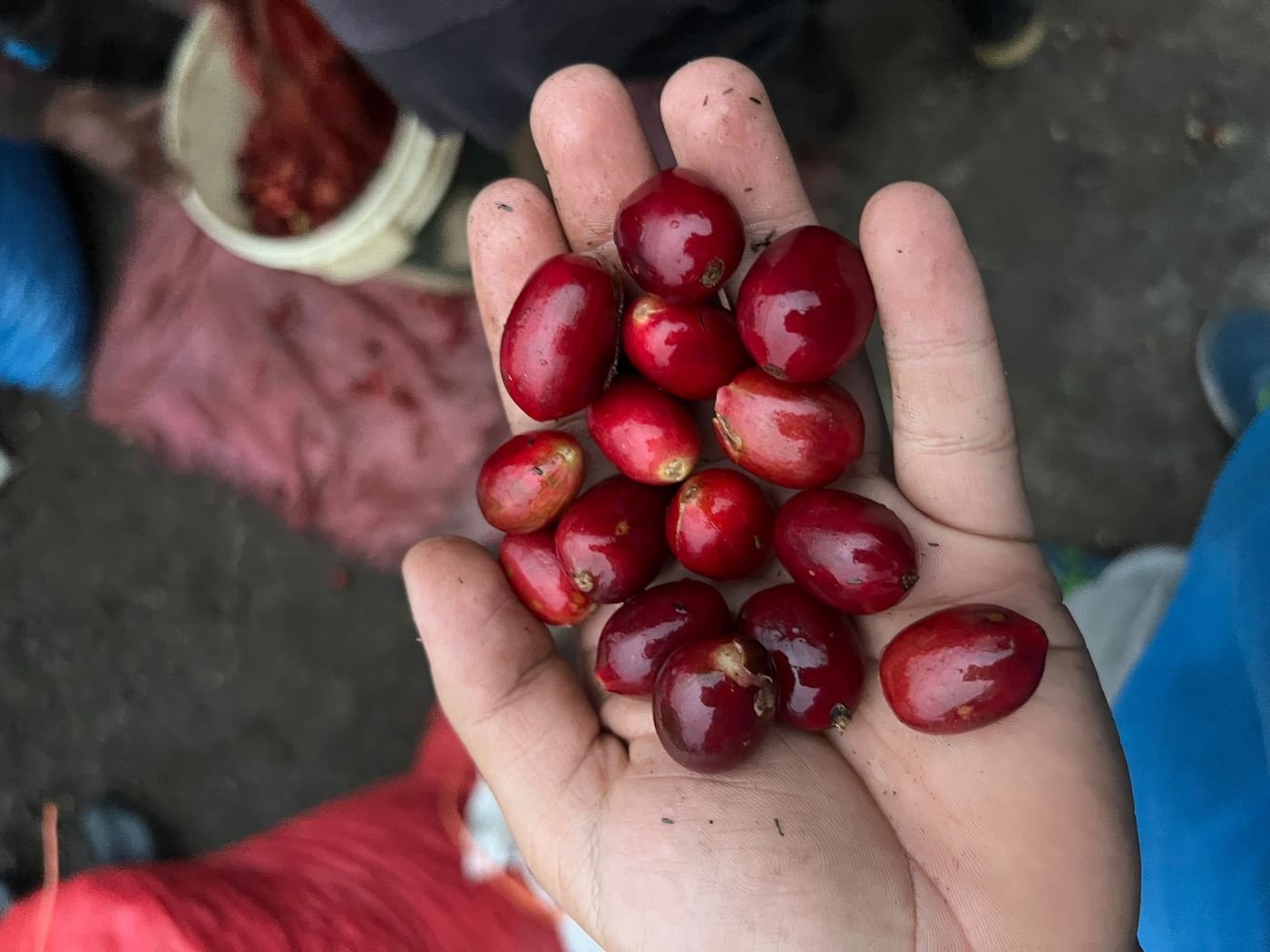 Mano sosteniendo cerezas de café rojas y maduras